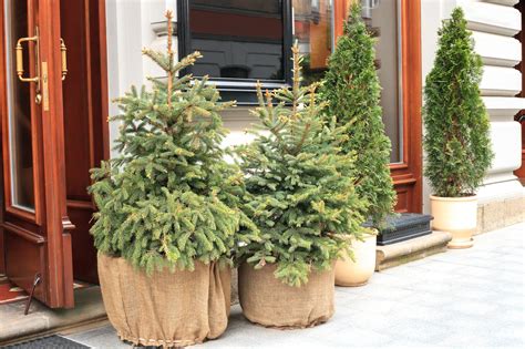 How To Care For Your Live Christmas Tree Jung Seeds Gardening Blog