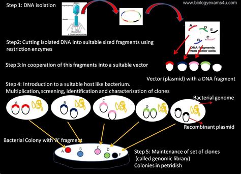Genomic Library Definition And Steps In The Construction Of Genomic