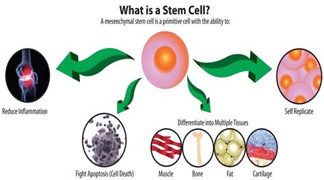 Stem Cell Advances Stem Cell Therapy Stem Cells What Is Stem