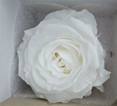 White Preserved Roses By Verdissimo Etsy In 2020 Preserved Roses