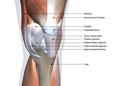 Muscles In The Knee Joi Jacksonville Orthopaedic Institute