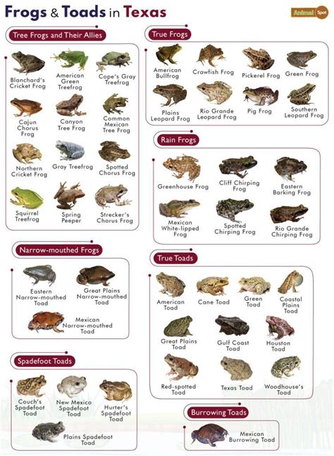 List Of Frogs And Toads Found In Texas With Pictures