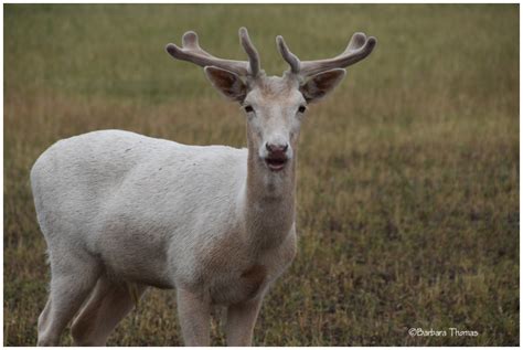 White Fallow Deer Animal And Insect Photos Kodak Moment