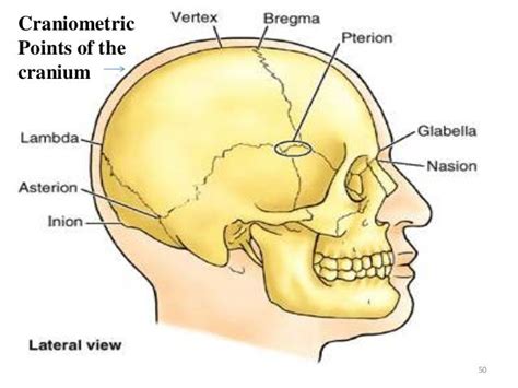 Gross Anatomy Of The Head And Neck