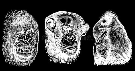Graphical Set Of Portraits Of Gorillas Isolated On Blackvector