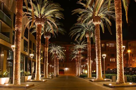 10 Things to Do in Downtown San Jose | San jose california, California palm trees, San jose