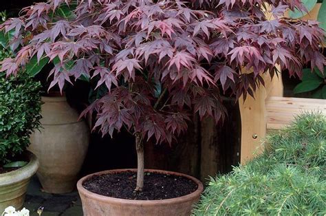 Growing Japanese Maples In Pots Artofit