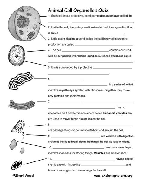 Cell Organelle Worksheet High