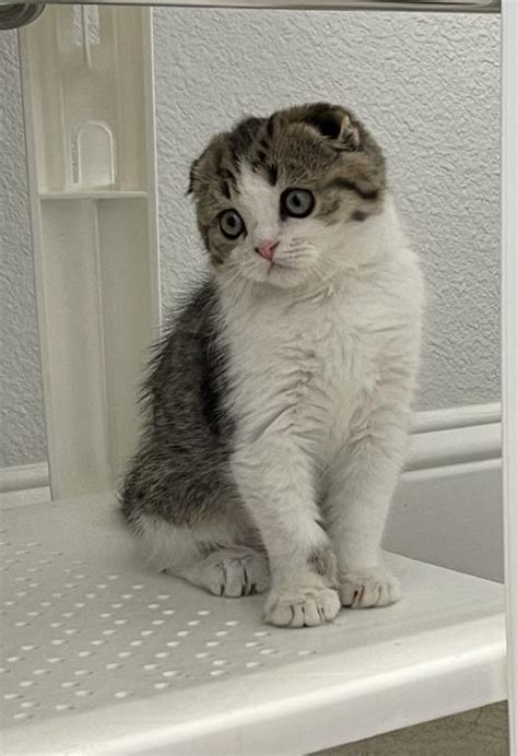 Mittens Male Scottish Fold Kitten For Sale In Texas United States