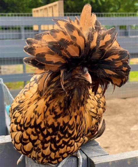 golden laced polish chicks for sale white egg layers cackle hatchery®