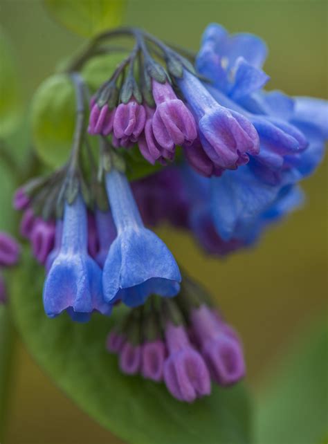 Virginia Bluebells Photographed At Clifty Falls State Park Flickr