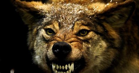 White Wolf : Are Wolves Really as Dangerous as They Are in ‘The Grey’?