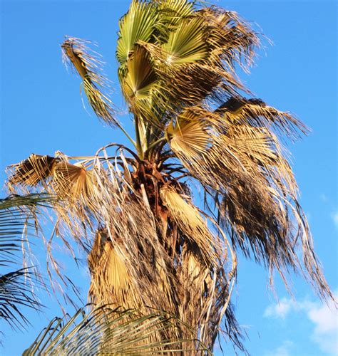 My Washingtonia Is Dying Discussing Palm Trees Worldwide Palmtalk