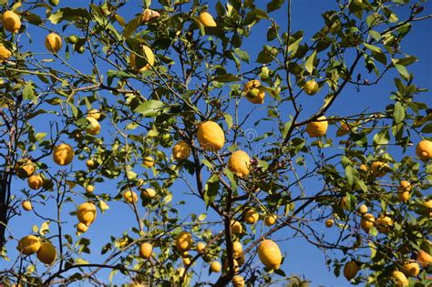 Lemon Tree Stock Photo Image Of Branch Juicy Cultivated 98329552
