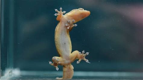 Bbc Earth New Gecko Climbing Secret Revealed