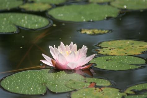 1280x1024 1280x1024 Water Lily Water Swamp Leaves Wallpaper 