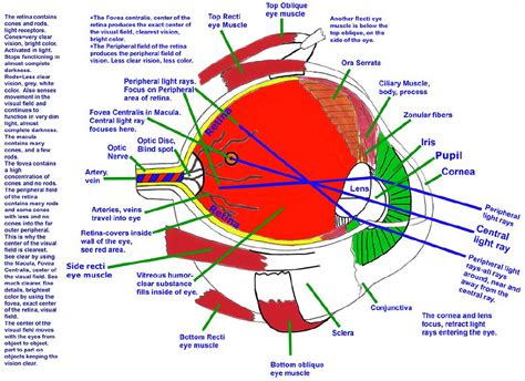 Structure And Function Of The Human Eye Riset