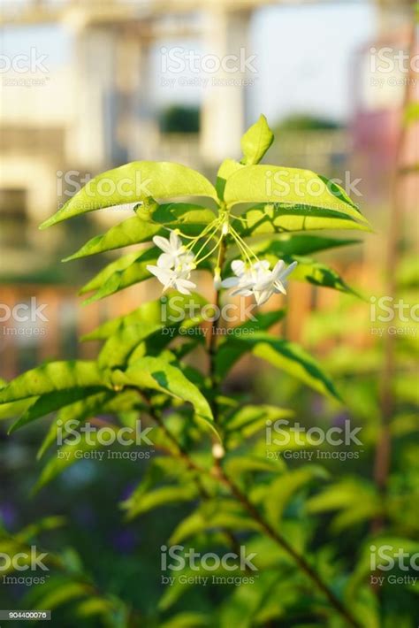 White Wrightia Religiosa Flower In Nature Garden Stock Photo Download