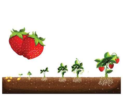 The Cycle Of Growth Of A Strawberry Plant Strawberry Plant Growth Stages Strawberry Plant