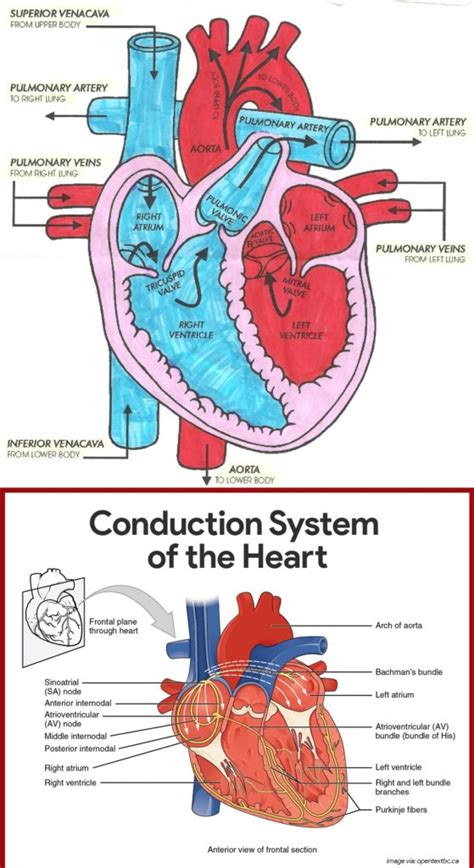 Diagram Of Heart Blood Flow For Cardiac Nursing Students Nclex Quiz
