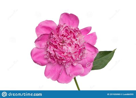 Pink Peony Flower Isolated On White Background Macro Stock Image