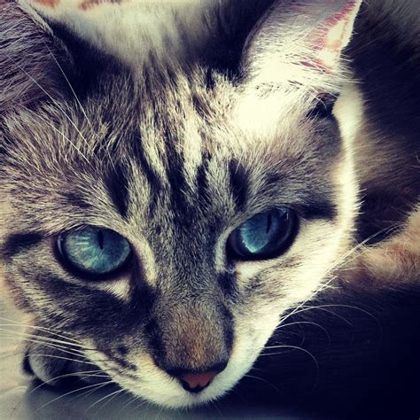 Keiko Siamese Tabby Mix By Carly Pretty Blue Eyes Animals Pets