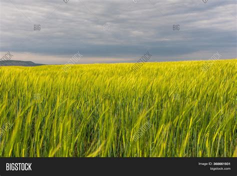 Green Wheat Field Image And Photo Free Trial Bigstock