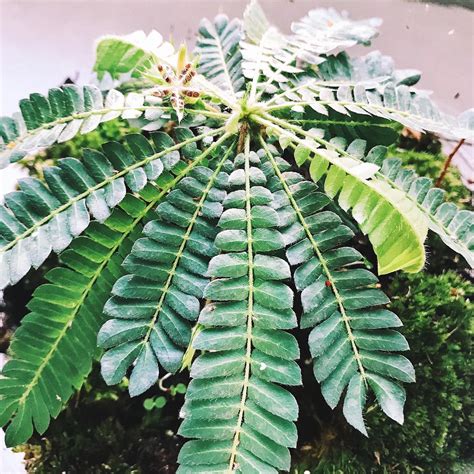 The biophytum sensitivum is a special plant. It closes it's leaves at ...