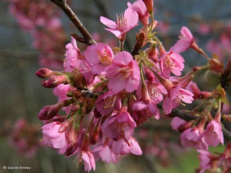Kursar Japanese Flowering Cherry Plants Chris Bowers