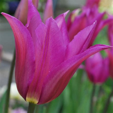 Tulipa Purple Dream Rose Cottage Plants