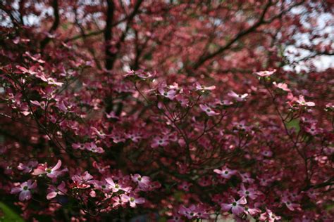 250 x 199 jpeg 10 кб. File:Big-dogwood-tree-flowering - West Virginia ...