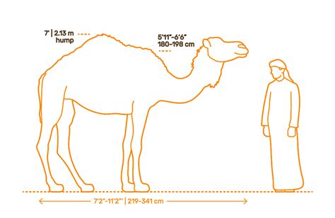 Dromedary Camel Camelus Dromedarius Dimensions And Drawings