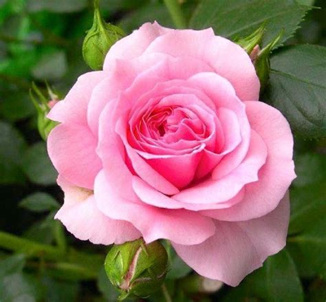 Pin De Rosa Muñez Jiménez En Bellas Flores Rosas Rosas Bonitas