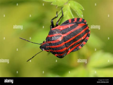 Maycintadamayantixibb Red And Black Striped Beetle