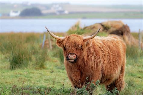 Long Haired Highland Cattle Highland Cow Highlander Heilan Coo