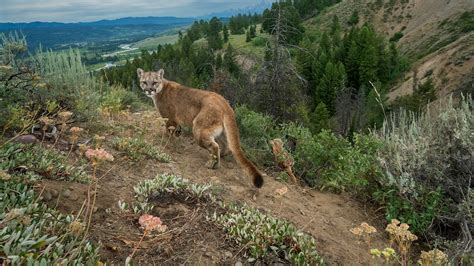 Eastern Cougars Declared Extinct—but That Might Not Be Bad