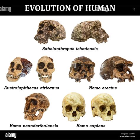 Évolution Du Crâne Humain Sahelanthropus Tchadensis