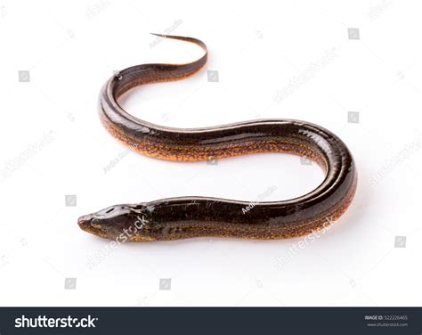 Long Eel On White Background Stock Photo 522226465 Shutterstock