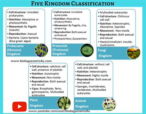 Five Kingdom Classification Flow Chart