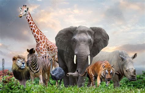 Group Of Wildlife Animals In The Jungle Together Stock Photo Adobe Stock
