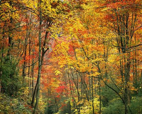 Tennessee Fall Foliage Fall Foliage Info For Tennessee Gatlinburg