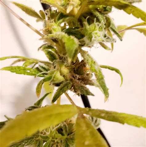 More Bud Rot Grow Question By Degenmj Growdiaries
