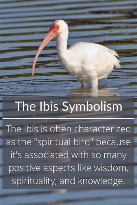 Ibis Symbolism Revealing The Birds Mystical Meanings