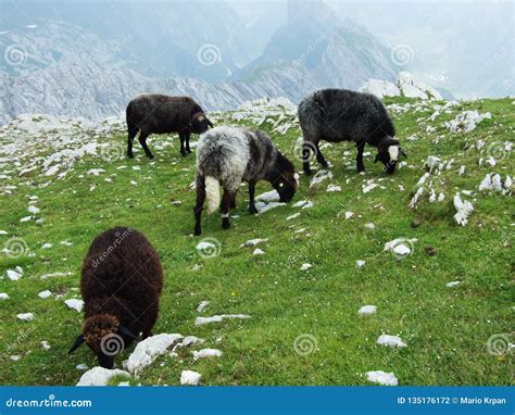 Sheeps And Pastures On Tableland Mountain Ranges Alpstein Stock Photo