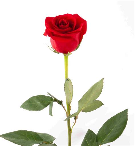 Single Rose Red Images Crazy Gallery