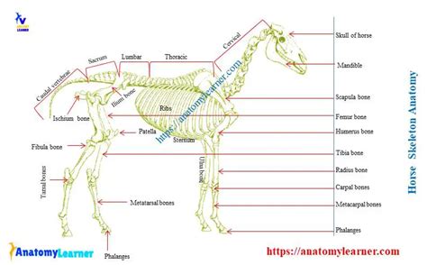 Horse Skeleton Anatomy Osteological Features Of Bones From Equine