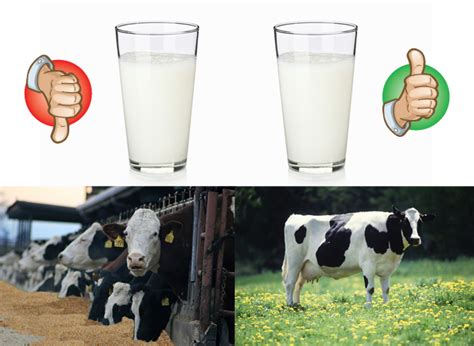 Organic Milk Vs Regular Milk Wandiful Produce