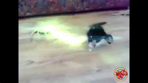Funny Cats Video Laser Attack Cats2 Youtube
