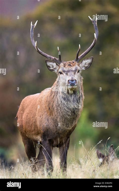 Scottish Red Stag High Resolution Stock Photography And Images Alamy