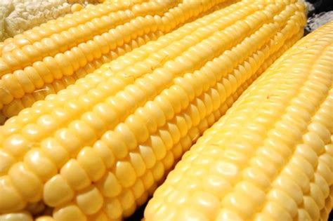 What Are The Benefits Of Gmo Corn Livestrongcom